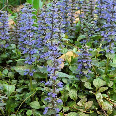 Bugle rampant  - Leaderplant