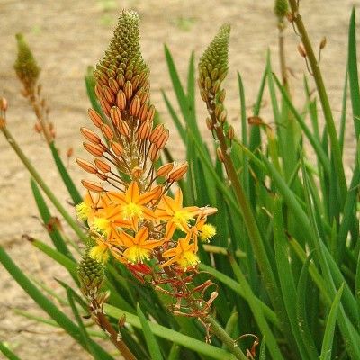 Bulbine jaune-orange Médicus ® - Leaderplant
