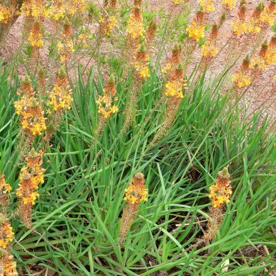 Bulbine jaune-orange Médicus ® - Leaderplant