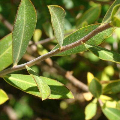 Buplèvre ligneux  - Leaderplant