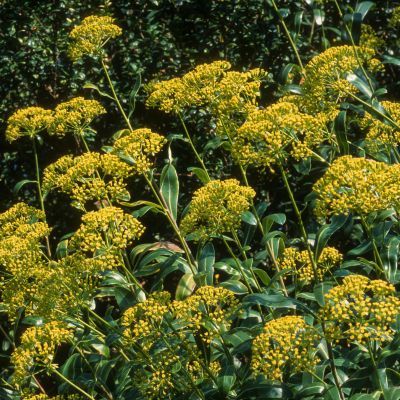 Buplèvre ligneux  - Leaderplant