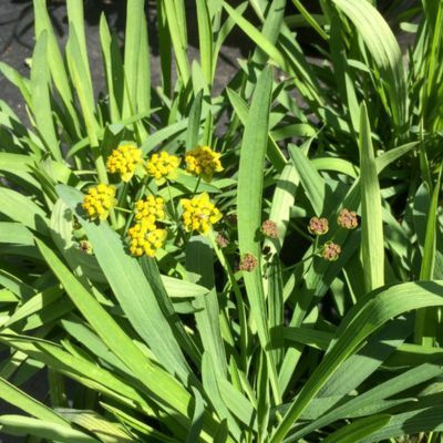 Buplèvre à fleurs de renoncule  - Leaderplant