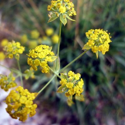 Buplèvre à fleurs de renoncule  - Leaderplant