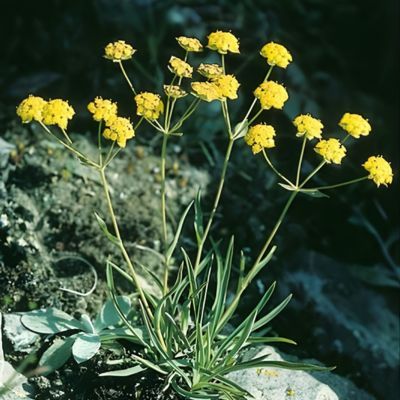 Buplèvre à fleurs de renoncule  - Leaderplant