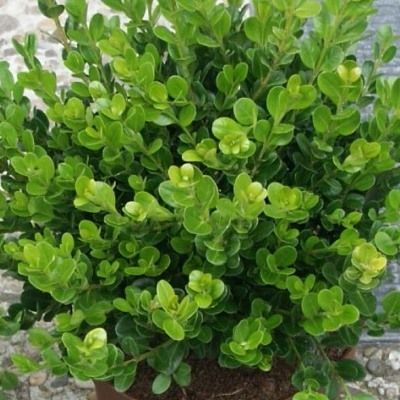 Buis à petites feuilles - Leaderplant