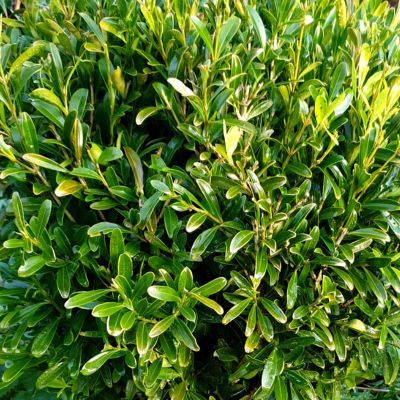 Buis Mipo  : Meilleure résistance à la Pyrale ! - Leaderplant