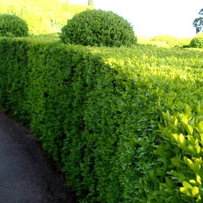 Buis commun - Leaderplant