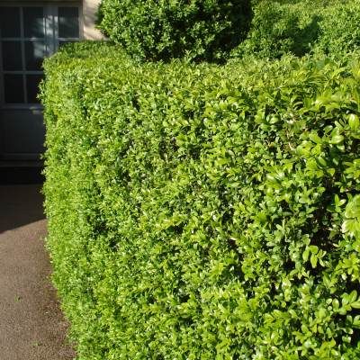 Buis commun - Leaderplant