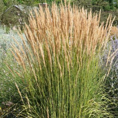 Graminée Herbe au Diamants Avalanche - Leaderplant