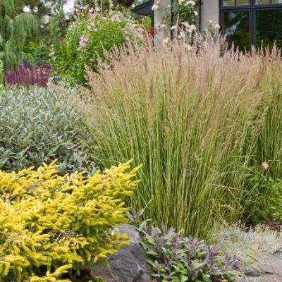 Graminée Herbe au Diamants Avalanche - Leaderplant