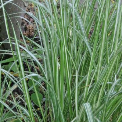 Graminée Herbe au Diamants Avalanche - Leaderplant