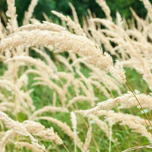 Graminée Calamagrostide Herbe au Diamants  - Leaderplant