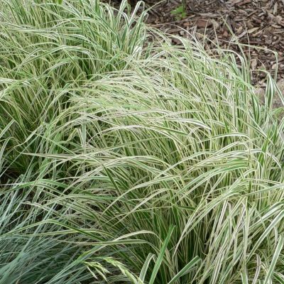 Graminée Calamagrostis Overdam - Leaderplant