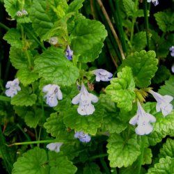 Menthe des Montagnes, Calament nepeta - Leaderplant