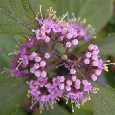 Callicarpa violet - Leaderplant