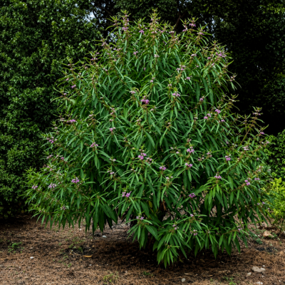 Callicarpa à longues feuilles  - Leaderplant