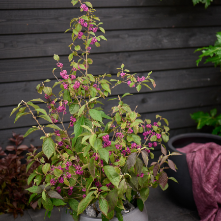 Callicarpa Magical Purple Giant ® - Leaderplant