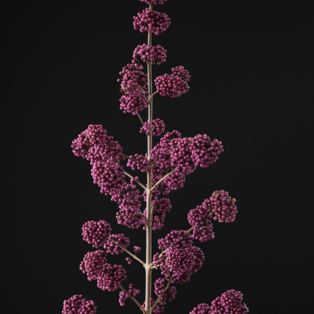 Callicarpa Magical Purple Giant ® - Leaderplant