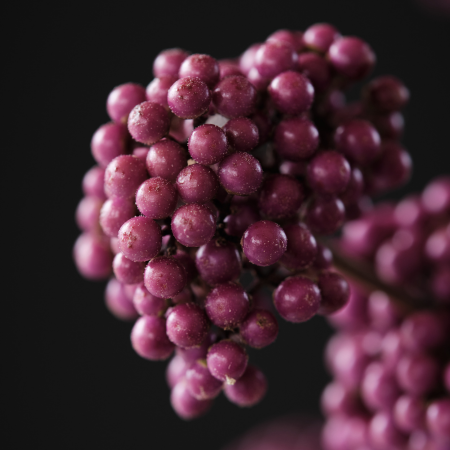 Callicarpa Magical Purple Giant ® - Leaderplant