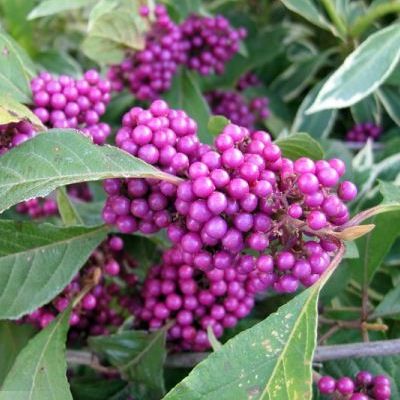 Callicarpa violet - Leaderplant
