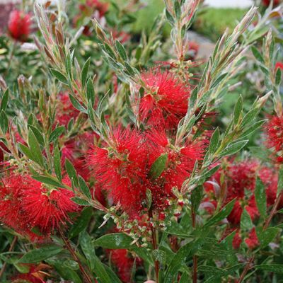 Rince bouteille Splendens - Callistemon - Plante goupillon - Leaderplant