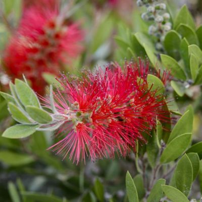 Rince bouteille Splendens - Callistemon - Plante goupillon - Leaderplant