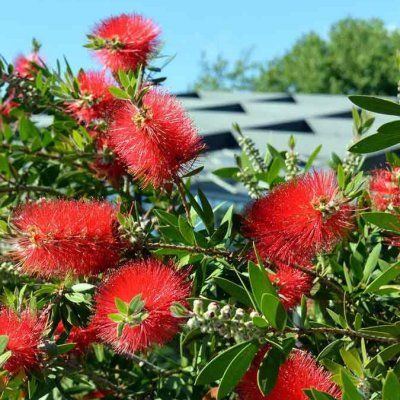Rince bouteille Inferno ® - Leaderplant