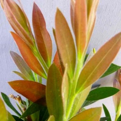 Rince bouteille Inferno ® - Leaderplant