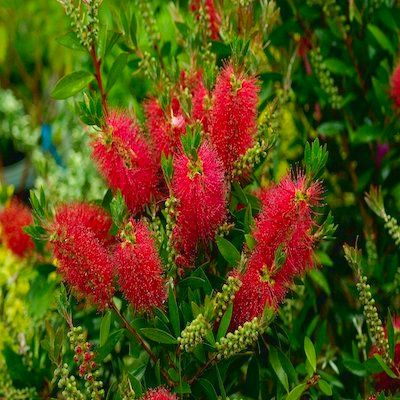 Rince bouteille laevis - Callistemon - Plante goupillon - Leaderplant