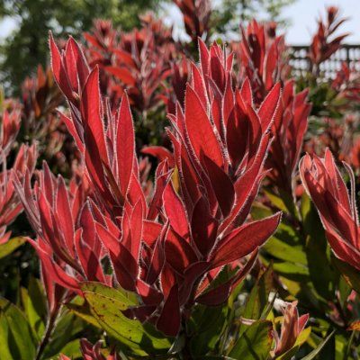 Rince bouteille Red Rocket ® - Leaderplant