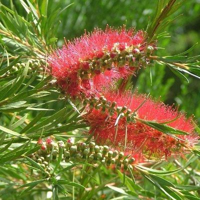 Rince bouteille rustique - Callistemon - Plante goupillon - Leaderplant