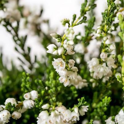 Bruyère commune Alba Plena  - Leaderplant