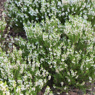 Bruyère commune Alba Plena  - Leaderplant