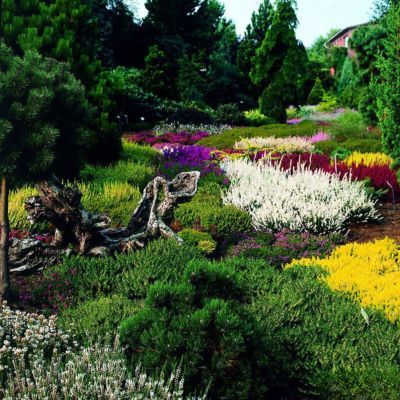 Bruyère commune Alba Plena  - Leaderplant