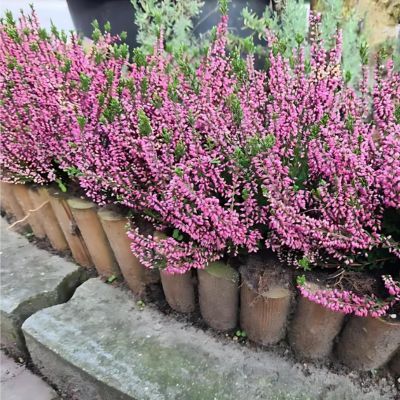 Bruyère d’automne Marleen  - Leaderplant