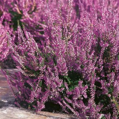 Bruyère d’automne Marleen  - Leaderplant