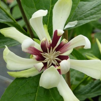 Calycanthus Vénus - Arbre aux anémones - Leaderplant