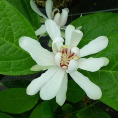 Calycanthus Vénus - Arbre aux anémones - Leaderplant