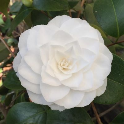 Camélia Blanc Pur Alba Plena - Leaderplant