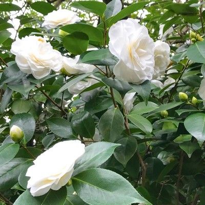 Camélia Blanc Pur Alba Plena - Vente en ligne de plants de Camélia Blanc  Pur Alba Plena pas cher | Leaderplant