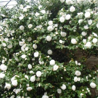Camélia Blanc Pur Alba Plena - Leaderplant