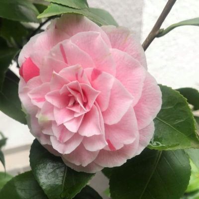 Camélia Bonomiana - Leaderplant