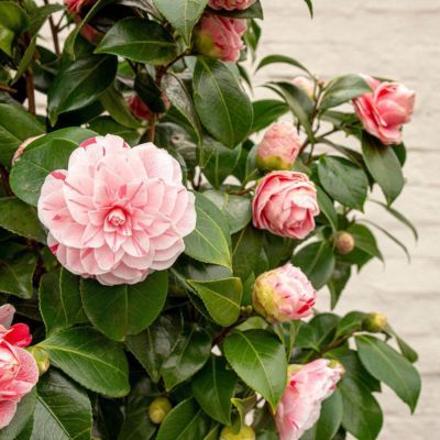 Camélia Bonomiana - Leaderplant
