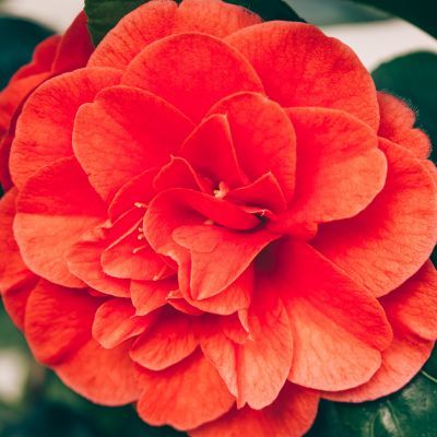 Camélia Lady Campbell - Leaderplant