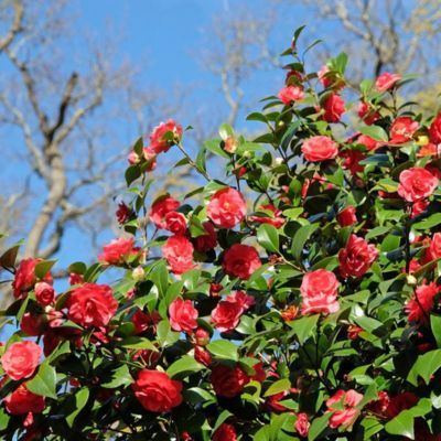 Camélia Lady Campbell - Leaderplant