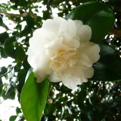 Camélia Nobilissima - Leaderplant