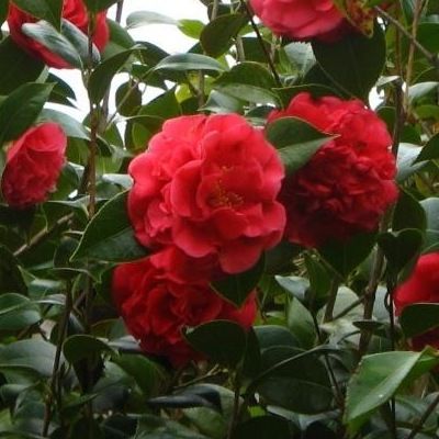 Camélia d'hiver 'Kramer's Supreme' - Vente en ligne de plants de Camélia  d'hiver 'Kramer's Supreme' pas cher | Leaderplant