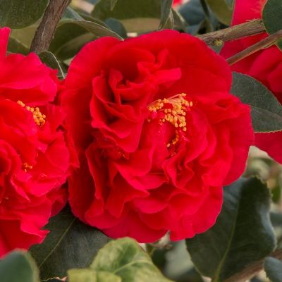 Camélia d'hiver Kramer's Supreme - Leaderplant