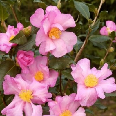 Camélia sasanqua Cleopatra - Leaderplant