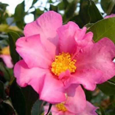 Camélia sasanqua Cleopatra - Leaderplant